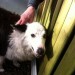 Collie Dog Found in Schull/Ballydehob