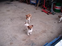 jack russell lost limerick