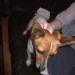Female Jack Russel Terrier found North Side Cork City