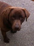 Chocolate labrador bitch lost in Dungarvan Waterford