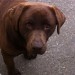 Chocolate labrador bitch lost in Dungarvan Waterford