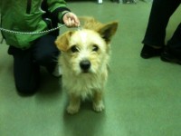 Found male about year old terrier.