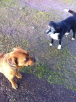 Two females. Black nine year old mongrel. Brown three year old x lab boxer lost Cobh/carrigtwohill