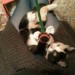 Female Kitten Missing From Cherrymount Waterford