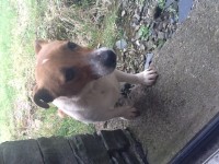 Female Jack Russell found in Rathpeacon area