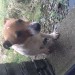 Female Jack Russell found in Rathpeacon area