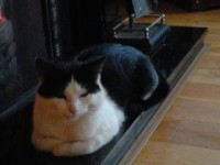 *CAT MISSING* Whites Cross/Rathcooney Area.