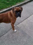 male boxer lost in mitchelstown