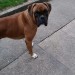 male boxer lost in mitchelstown