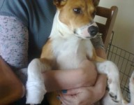 Male jack russell lost in co.waterford