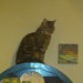Female Cat Lost in Cork