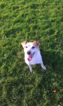 Male, JRT cross, missing from Broomfield in Midleton.