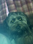 Male shih tzu cross lost in Mayfield area