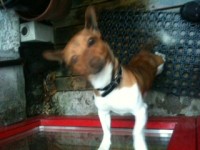 Jack Russell X found, North Mall, Bank Holiday Monday