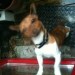 Jack Russell X found, North Mall, Bank Holiday Monday