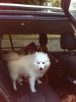 Male Japanese Spitz found near Rosscarbery