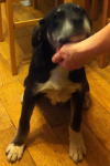 Young Black and White Male Dog found by the Bandon Rd Roundabout
