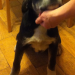 Young Black and White Male Dog found by the Bandon Rd Roundabout