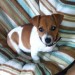 LOST… JACK RUSSELL :(