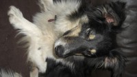 Male collie lost in Inch Killeagh Co.Cork