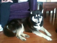 Male Husky missing from Limerick