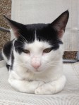 Missing Cat   Name: Leonardo CORK, WILTON