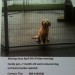 Female 7 month old puppy missing in Ballygarvan