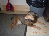 Female Brown and black Jack Russell dog missing from the Boherbue area