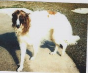 Male Borzoi