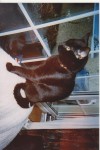 black nine month old cat lost in glasheen