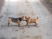 Lost Two Terriers Upper Raffeen/Ballyorban Cork