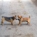 Lost Two Terriers Upper Raffeen/Ballyorban Cork