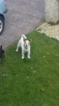 Male terrier found in Cork – Model Farm Rd.