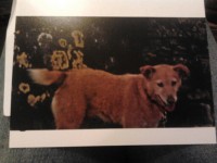 female mixed breed tan dog lost in douglas