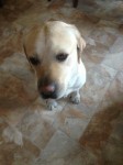 Found Golden Lab in Ballincollig, Co. Cork