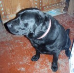 Male labrador (black) found in Glengarriff