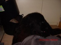 5 year old male Newfoundland stolen