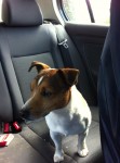 Male jack russell found in Fethard