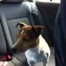 Male jack russell found in Fethard