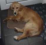 Female cocker spaniel cross on Carr’s Hill, Carrigaline