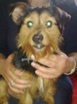 Male black and tan terrier found