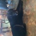 Black Labrador found in Kilbrittain area