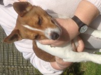 Male jack Russell found in tramore