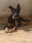 lost my mix breed dog black brown color near sanjay colony jaipur
