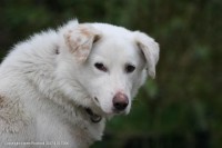 Male Cross White Medium Size Dog