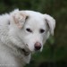 Male Cross White Medium Size Dog