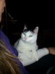 Pixie, Female Cat Lost in Heathervue , Glanmire