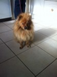 Pomeranian found in Blackpool