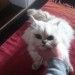 Found Persian Cat – Kilmurry/Lissarda