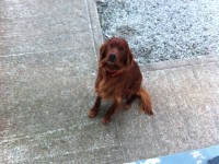 Red Setter Male